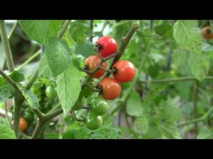 Warmth in Winter - Organic Tomato and Lentil Soup