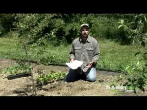 Planning an Organic Vegetable Garden